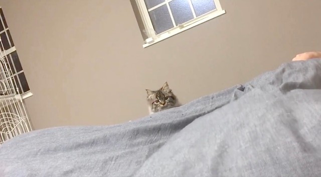 「布団の中で獲物（飼い主）がモゾモゾ動いてるにゃ……」（動画からキャプチャー／提供：チロルさん @tirol1012）