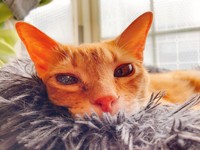 きれいな目になったが、完全には見えていない