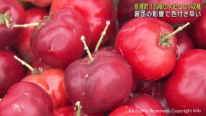 北限のアセロラを収穫　宮城・亘理町　年３回収穫が可能