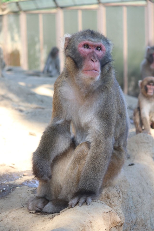 ６代目ボス「トロロ」