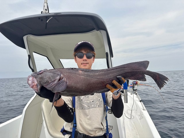 でかい！キタノクロダラが釣れました