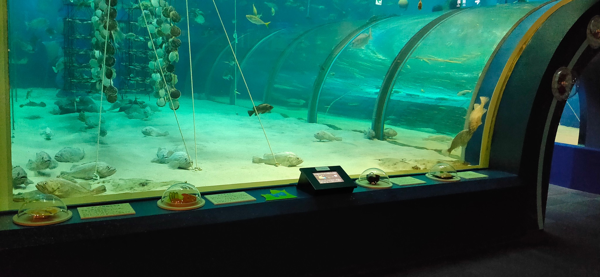 ホタテ貝の水槽前にホタテの食品サンプルが！ 浅虫水族館のユニークな 