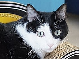 中国で拾った猫は、貴婦人のような美人　飼い主は「しもべ」に