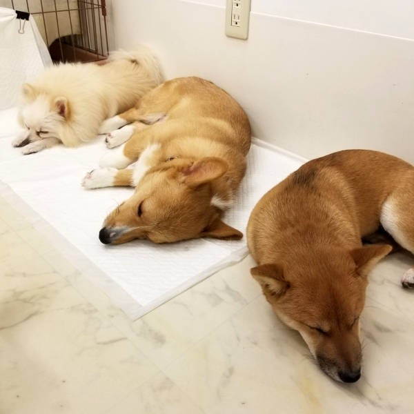 遊び疲れて疲れてぽてっと寝る。犬の幸せな暮らしに欠かせないこと（UG DOGS提供）