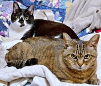 一緒にくつろぐ（左から）弟猫・てんてんくん、さくらちゃん（画像提供：どっちさん）