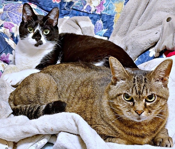 一緒にくつろぐ（左から）弟猫・てんてんくん、さくらちゃん（画像提供：どっちさん）