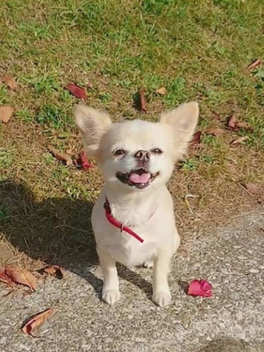 keikoさんの投稿写真。たまらない笑顔のルルちゃん。