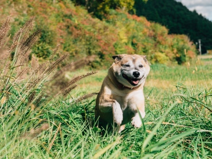 おやつを見て喜んで駆けてくる「ピッコロ」。
この犬も、飼い主と離ればなれに住んでいる…