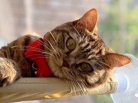 多頭飼育崩壊からぎりぎり救出された子猫　猫好きな家で幸せに