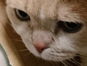 犬や猫に「キュン」とする瞬間は？　けんかの仲裁、甘える時…