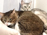 先住猫さんともほど良い距離で仲良くしています