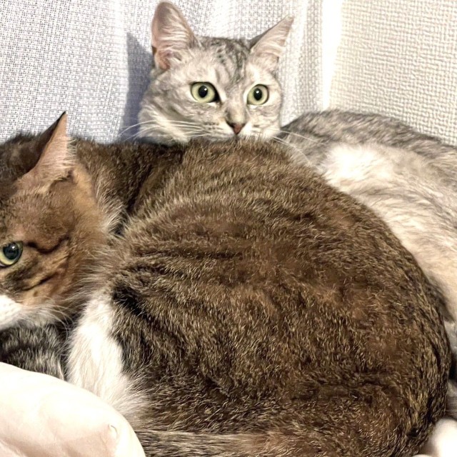 先住猫さんともほど良い距離で仲良くしています