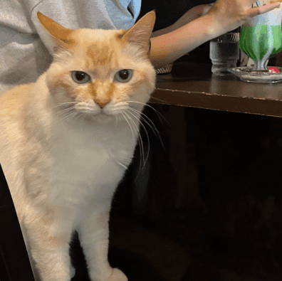 圧倒的に猫が優先される喫茶店（株式会社いちごいち会提供）