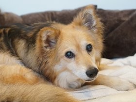 定年後、愛犬との散歩で地域デビュー　「幸せを分けてくれた」