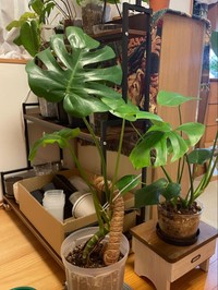 自宅ですくすくと育つ観葉植物たち／Momoyama Mogyuheiさん（@M_MOGYUHEI）提供