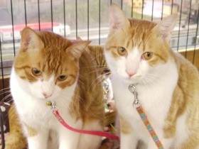 猫４匹がいる「猫銭湯」　風呂に浸かって、猫と遊んで極楽気分