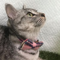 ピンクのタイがお似合い