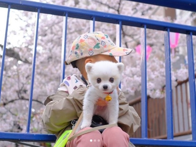 コボくんと一緒のほこりちゃん。大切にされていますよ、ご心配なく（「Little dog hokori」さん提供、Instagramよりキャプチャ撮影）