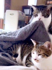 毛布をユキちゃんの上へ持って来るまるくん（画像提供：wuki wukiさん）