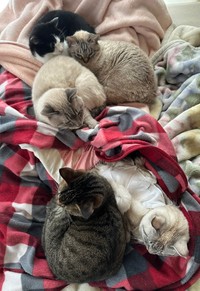 5きょうだいでのんびりタイム（手前左）トラちゃん（手前右）シロくん（奥前方）サムくん（奥右）マロくん（奥後方）クロちゃん（画像提供：またまた一匹増えて五猫（ｺﾞﾆｬﾝ）のぱぱになりました。）