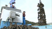 冬の味覚カキの水揚げ始まる　台風の影響で身が大きい　岡山・瀬戸内市
