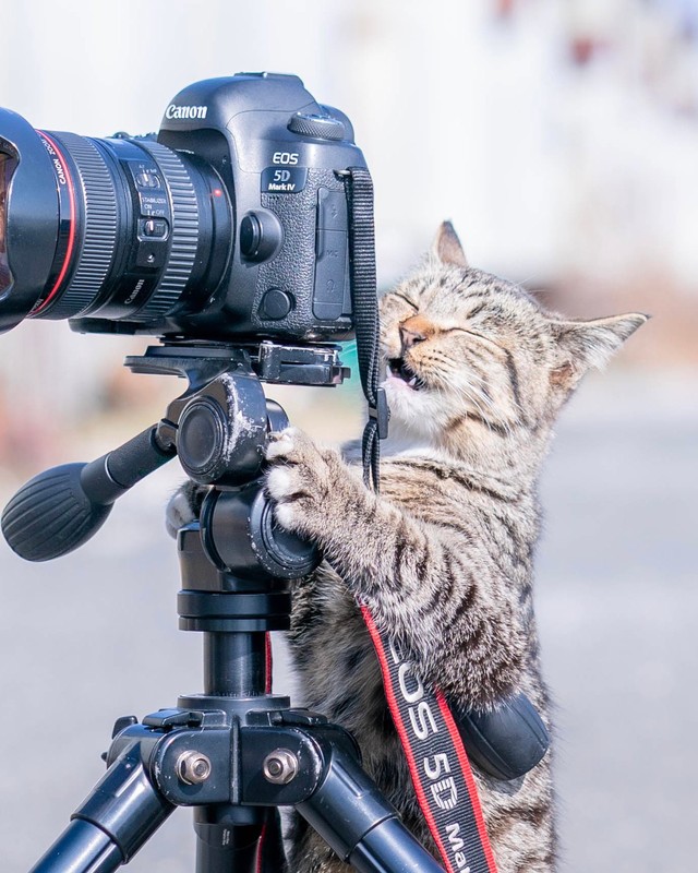 ちょっと嬉しそうなカメラにゃん（提供：Ryostory1124 銀座富士ギャラリー写真展 7/24までさん）