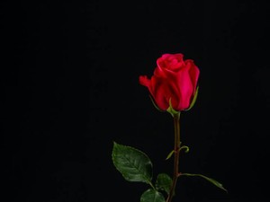 私、自己肯定感は低いけど自己愛はめちゃめちゃ強いんです。