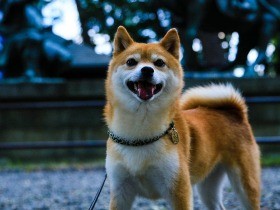旅の途中でパチリ　五郎丸ポーズが得意な柴犬の「かぼす」