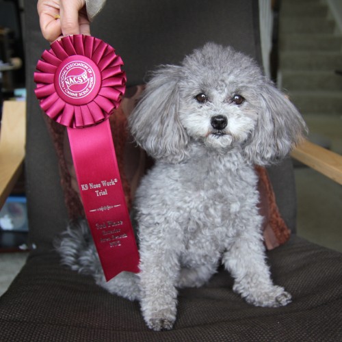 古本先生の愛犬フィービーはNW2エクステリア・サーチ（庭や建物に隠したアロマオイルを探す競技）３位、「超小型犬でもできる」賞受賞