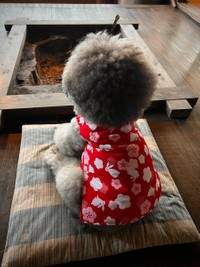 囲炉裏端でくつろぐぬいぐるみ？＝レノン&れあるさん（@Renon_Rearu）提供