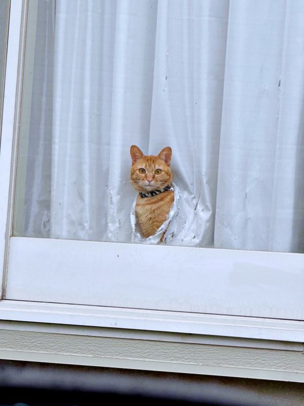 猫がカーテン貫通、穴からドヤ顔お出迎え 「顔出しパネルやんw