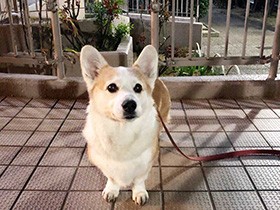 予防注射がんばったね、真っ黒な大きな目のコーギー「らん」