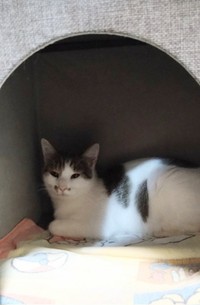 保護して1週間。隅っこでじっとして過ごすミルちゃん（画像提供：こうめさん）