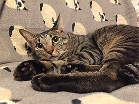 もし飼い主がコロナに感染したら？　犬や猫のため備えておくこと