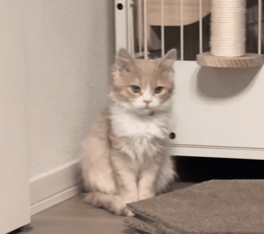 飼い主さんから離れ、不安そうな表情を浮かべるむたくん。2日後にはまさかの…？（提供：@mutamuta_0818さん）