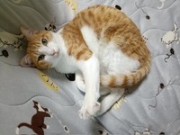 普段は温厚で甘えん坊なチョロすけくん。保護した子猫の頃から一度も「シャー」したことさえなかったのに……（画像提供：まめたろさん）