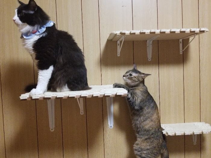 凜とした背中　。右は、ちょ、かっこいいんですけどと追い縋る勢いの（先住の）ルナ