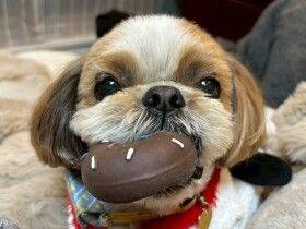 パナソニック保護犬猫譲渡会　NPO法人アグリドッグレスキューから参加予定の犬たち（１） 