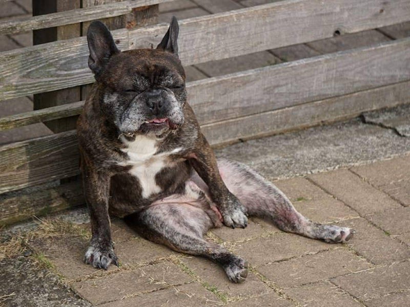 これこれ。フレンチブルのこういうところが、もうなんとも…たまらない（高橋店長提供）