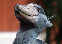 「ハシビロコウのふたば」より（写真：南幅俊輔）