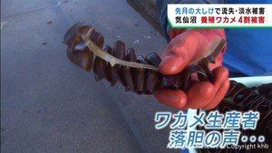 １月の大しけで宮城・気仙沼市の養殖ワカメに被害　養殖いかだ流出や淡水被害