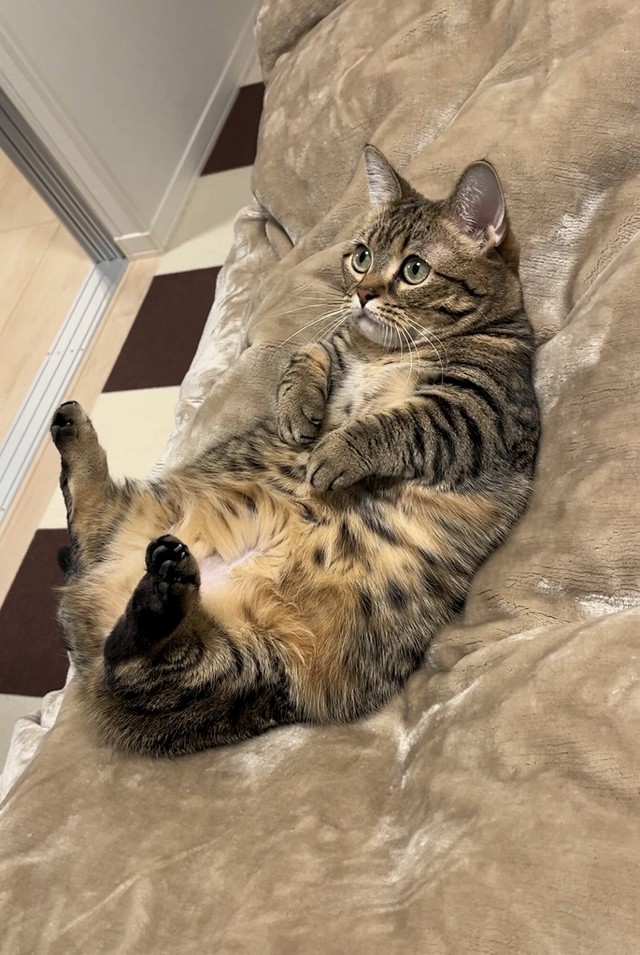 もふもふのお腹！（画像提供：もなさん）