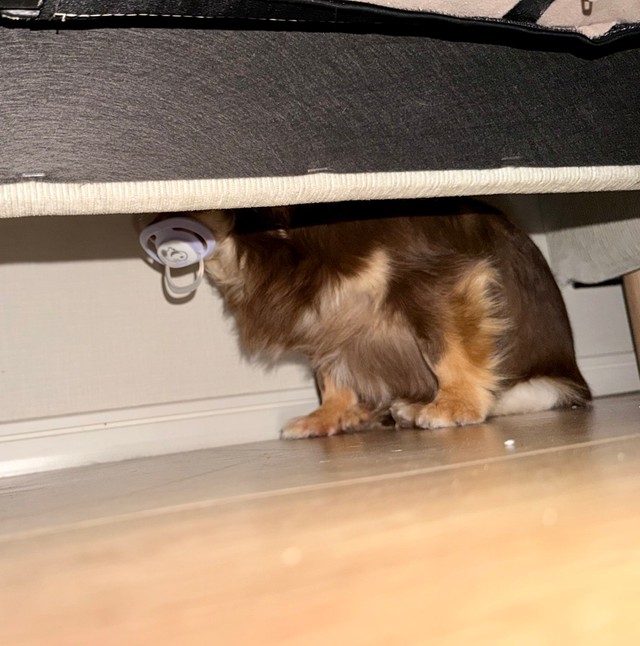 赤ちゃんのおしゃぶりを口にくわえていのたは、愛犬だった！（ねぎさん提供）