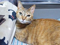 飼い主さんを見上げる彩月ちゃん（画像提供：彩月＆萌花にゃんさん）