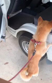 早く行こうよー！／柴犬コロとA君の平凡な日常さん（@a_kun.koro）提供