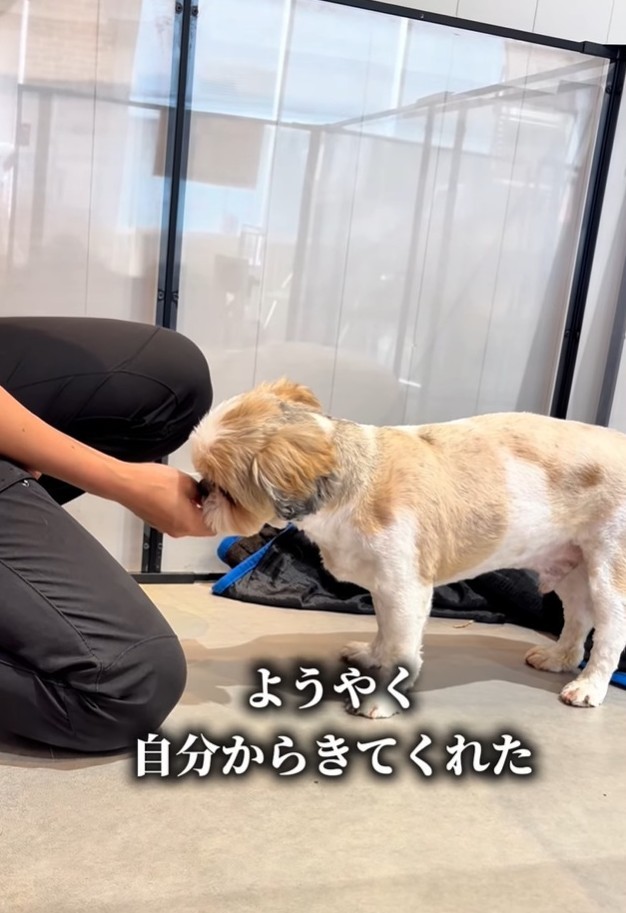 保護してから3日後、自分から近づいてくるように（「anifareマークイズ福岡ももちシェルター」提供、Instagramよりキャプチャ撮影）
