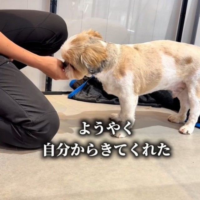 保護してから3日後、自分から近づいてくるように（「anifareマークイズ福岡ももちシェルター」提供、Instagramよりキャプチャ撮影）