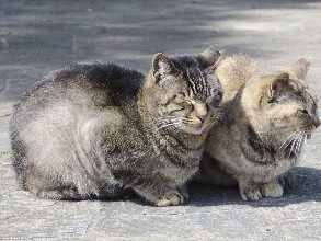 野良猫の被害防止に　市が避妊・去勢の手術費補助へ
