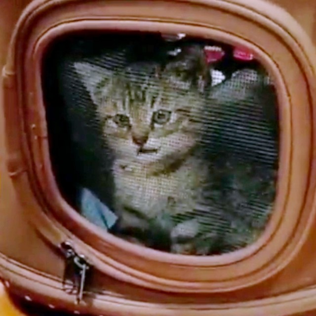 保護当時の幸くん（画像提供：こにゃんゴーさん）