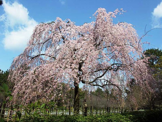 出水のしだれ桜（京都府）（画像提供：環境省京都御苑管理事務所）